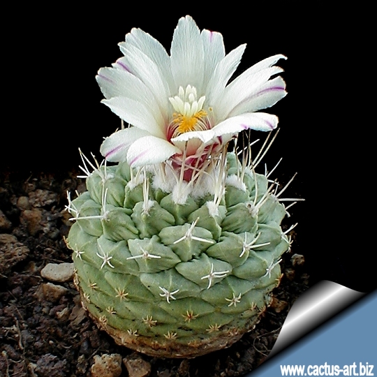 Strombocactus_disciformis_first_flower_540.jpg