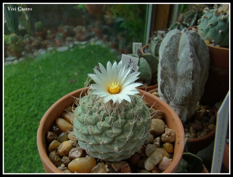 Strombocactusdisciformis-1.jpg