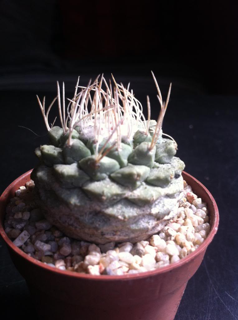 strombocactusdisciformis2_zpsf3e8525a.jpg