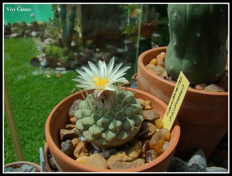 Strombocactusdisciformis3.jpg