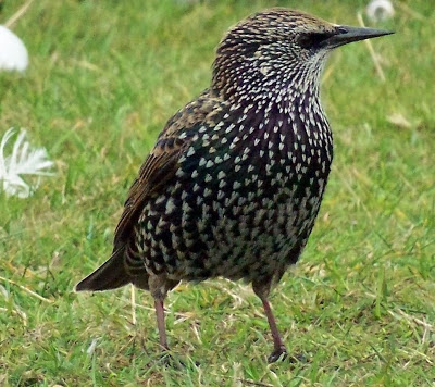 Sturnus_vulgaris_-close_up-8.jpg