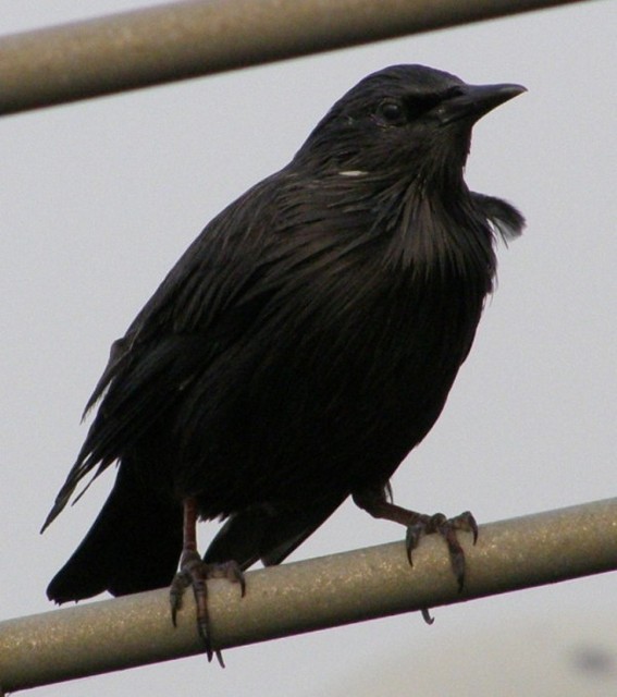 sturnussturnus.jpg