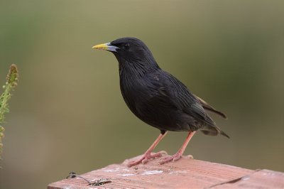 sturnusunicolor.jpg