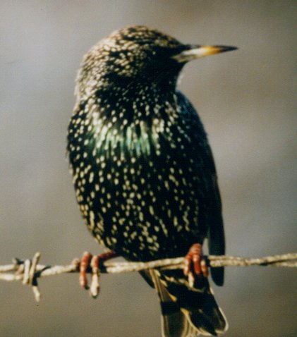 sturnusvulgaris1.jpg