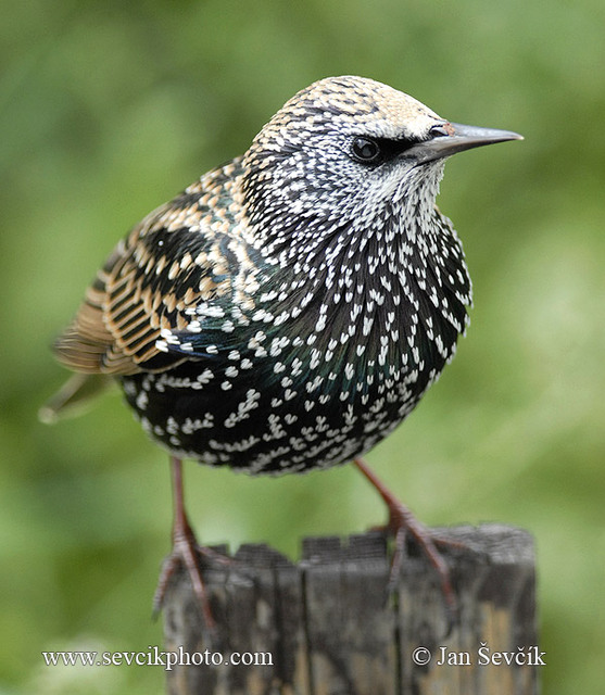 sturnusvulgaris4.jpg
