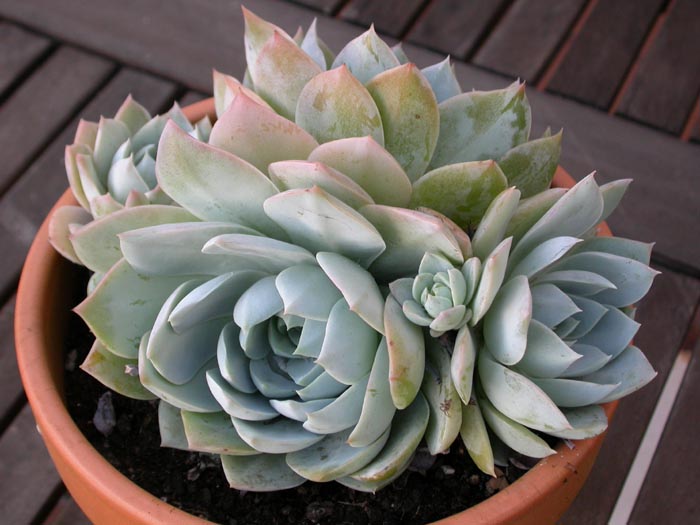 suaveolens.jpg