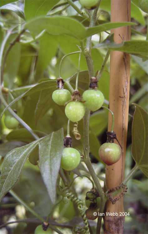 suberosa-fruit.jpg