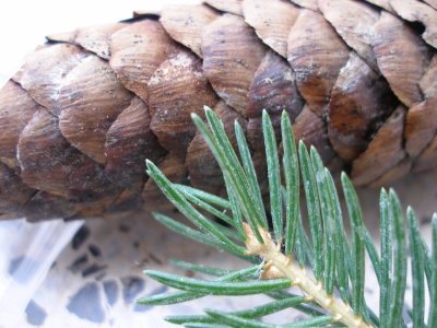 subir_picea_3_a.JPG