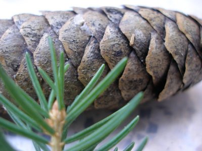 subir_picea_4.JPG