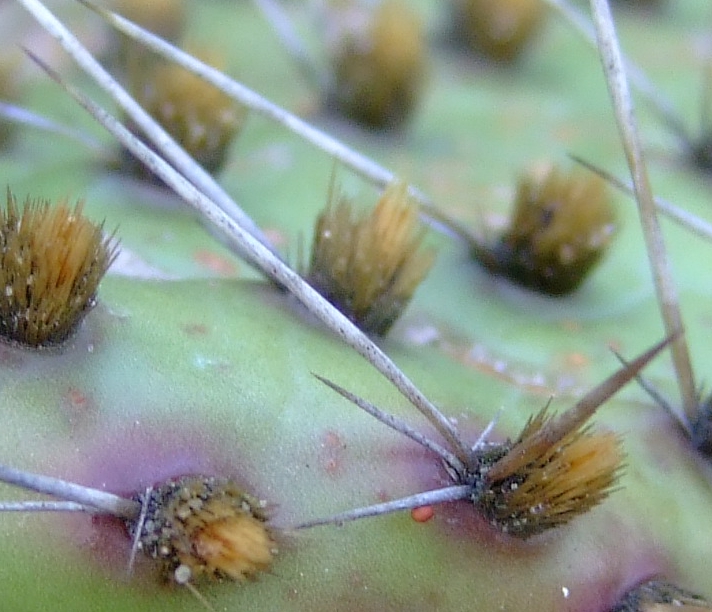Succu_Opuntia_howeyi_02_detail_-_spines_and_glochids.jpg