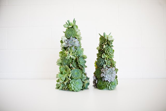 succulent%2Btrees.jpg