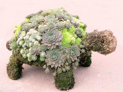 succulent%2Bturtle%2Btopiary.jpg