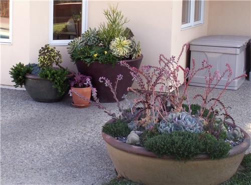 succulent-dish-grace-design-associates_2956.jpg
