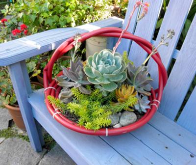 succulent-hose-baskets-21506465.jpg