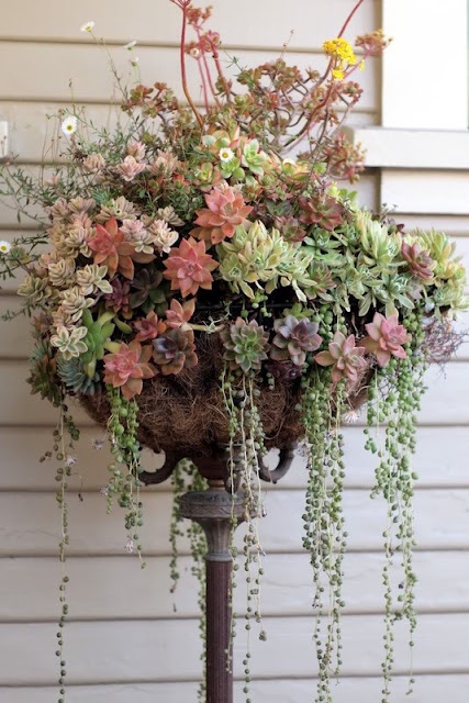 succulent-pedestal.jpg