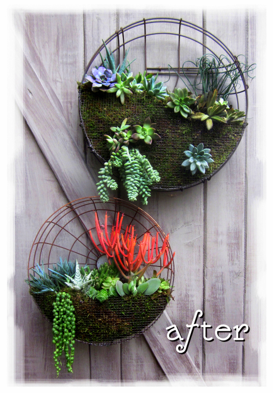 succulent+planter+upcycle+fan.jpg