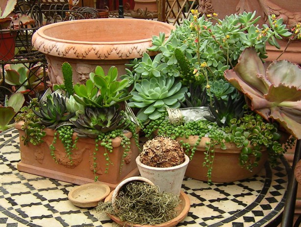 succulent-planters.jpg