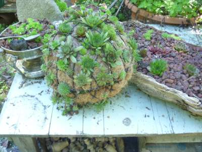 Succulent-sphere-Aug52012.jpg