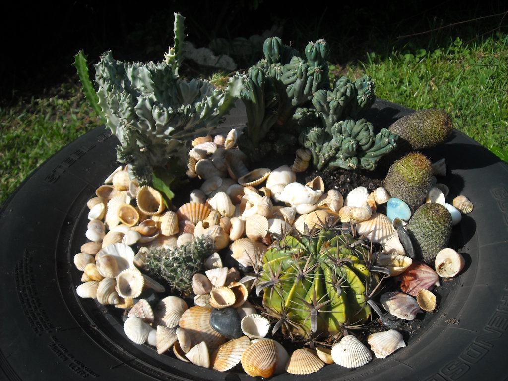 succulent+tire+002.jpg
