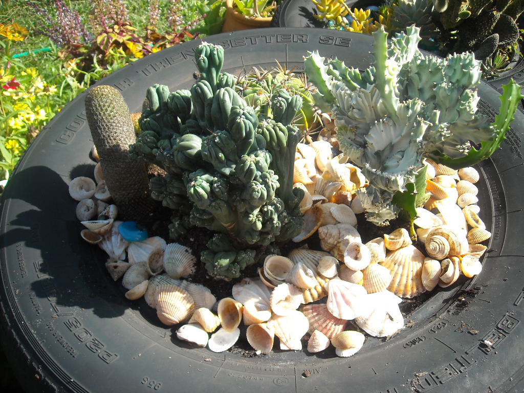 succulent+tire+003.jpg