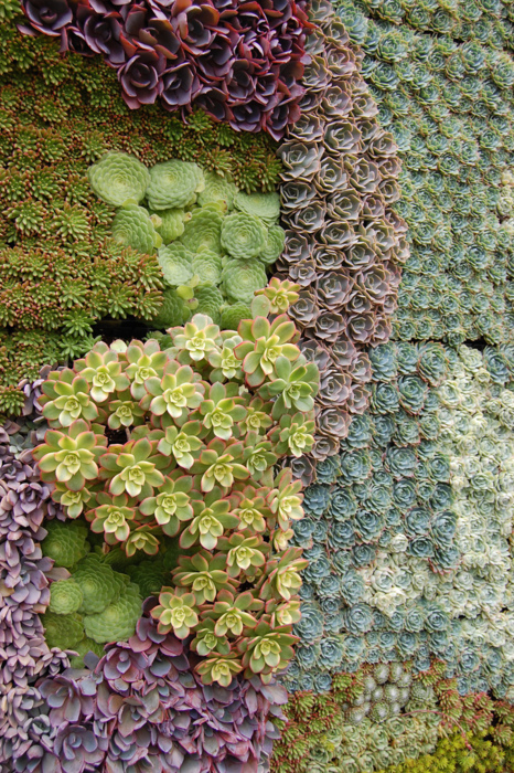 succulent-wall-1.jpg