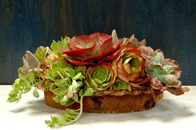 succulent_arrangement_2_d430.jpg