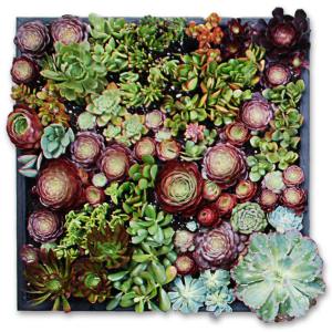 succulent_boxes_7.jpg