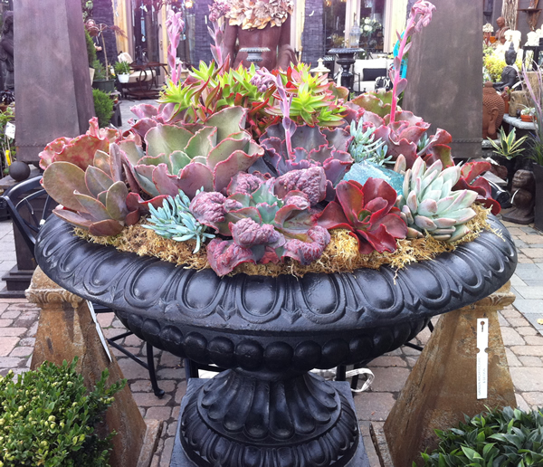 SucculentBowl-sml.jpg