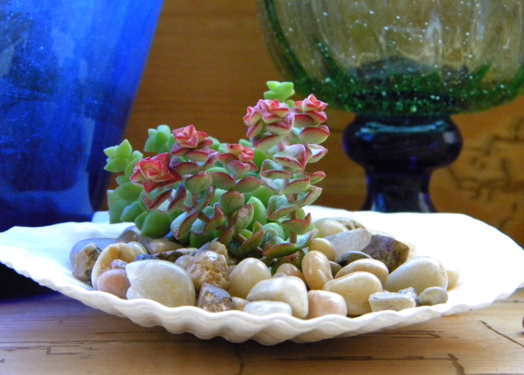 Succulents+1.jpg