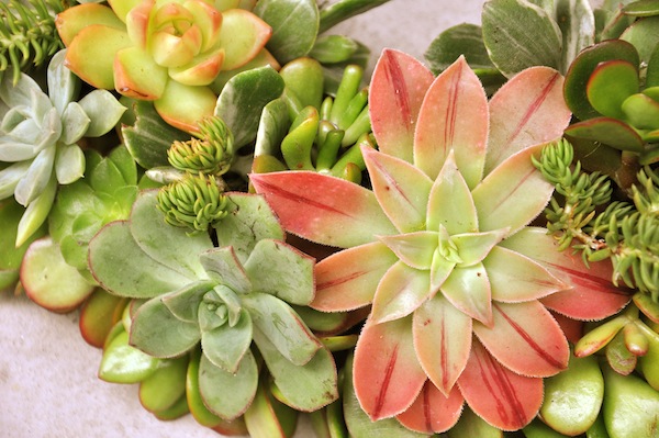 succulents-closeup.JPG