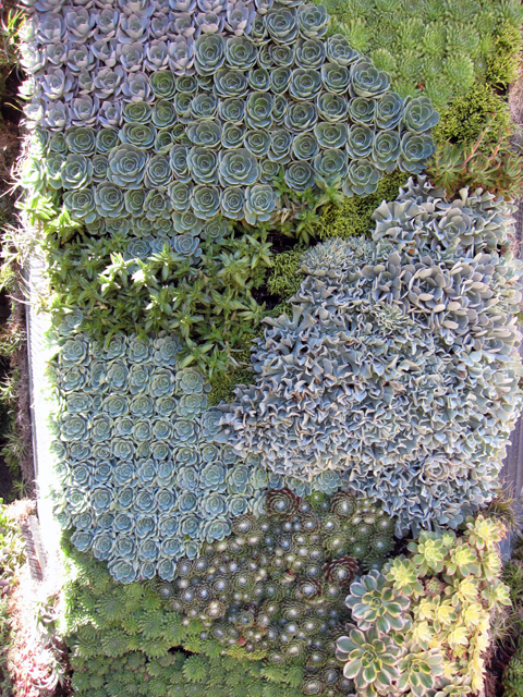 succulents.jpg