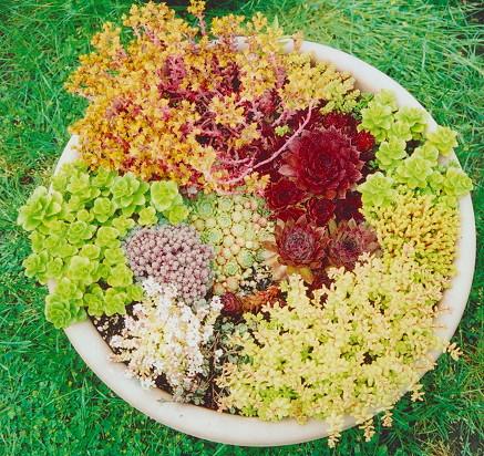 succulents.JPG