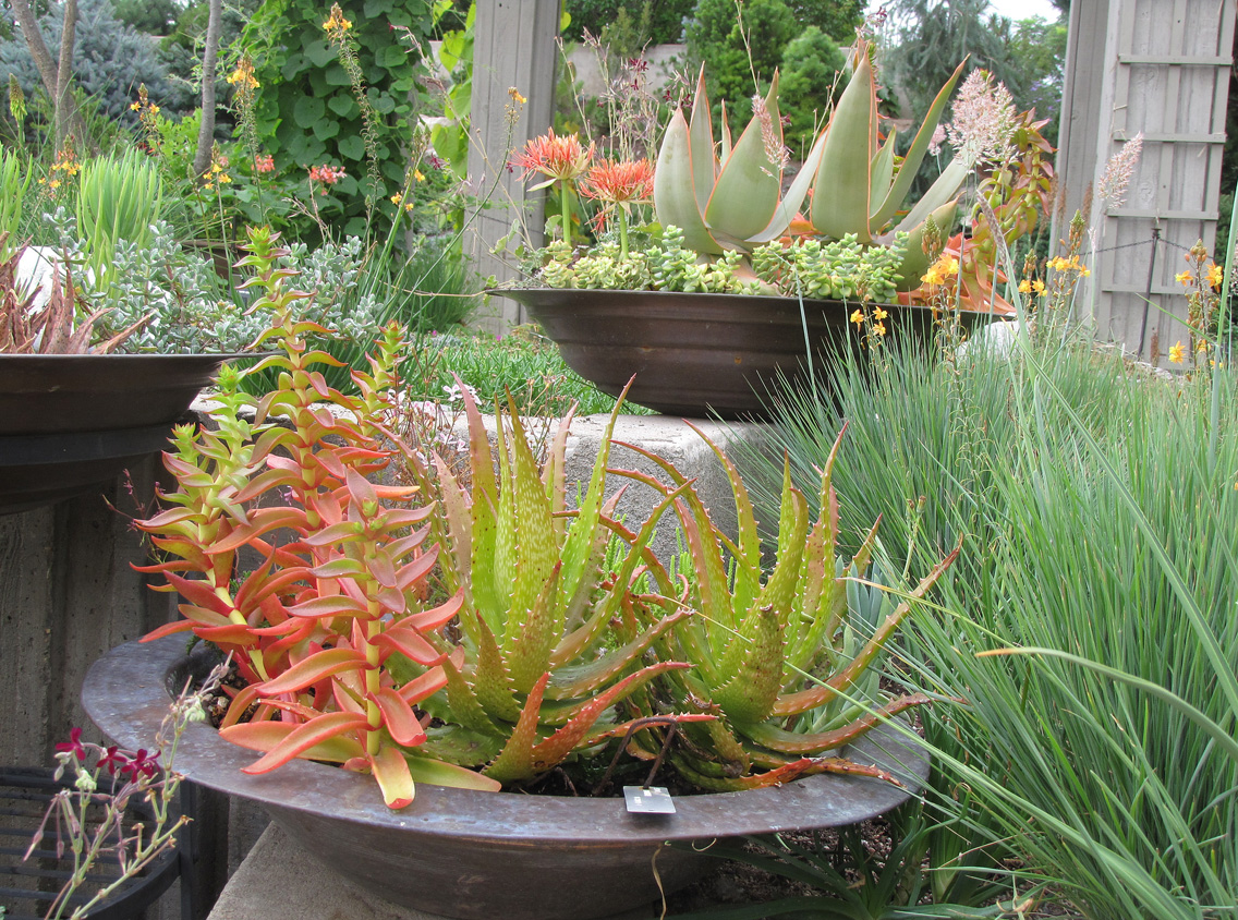 succulents.jpg