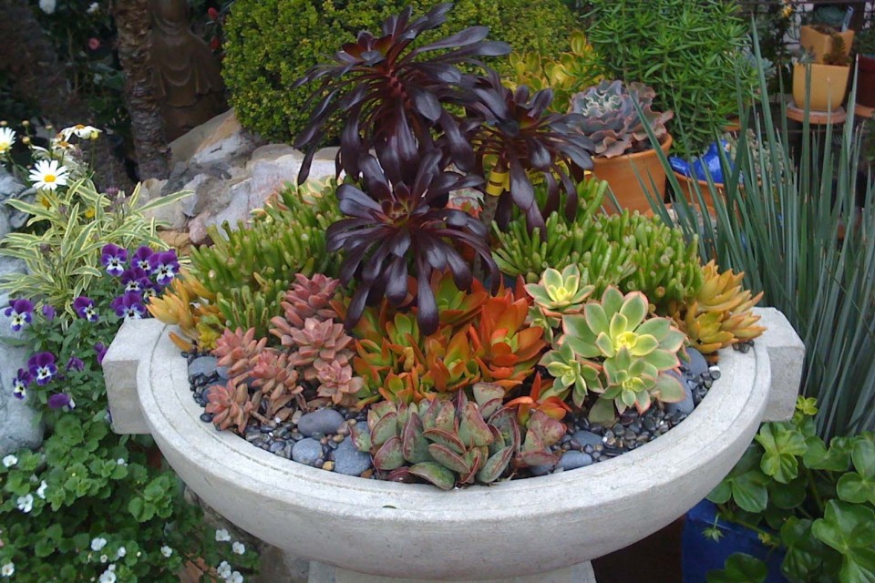 succulents.jpg