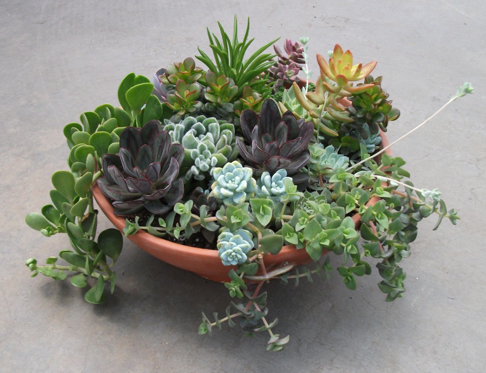 succulents.jpg