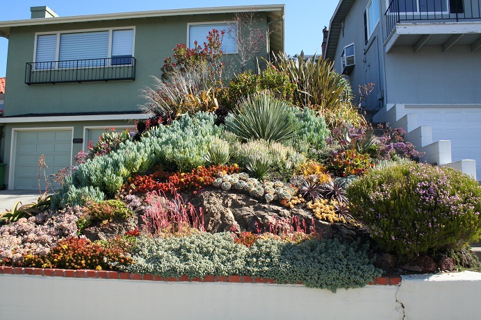 Succulents+overall+20%25.jpg