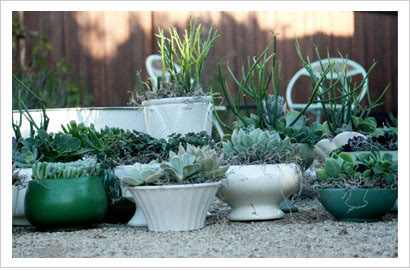 succulents3.jpg