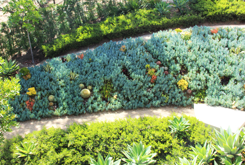 SucculentTapestry_LushLife_FromAbove_Horiz.jpg