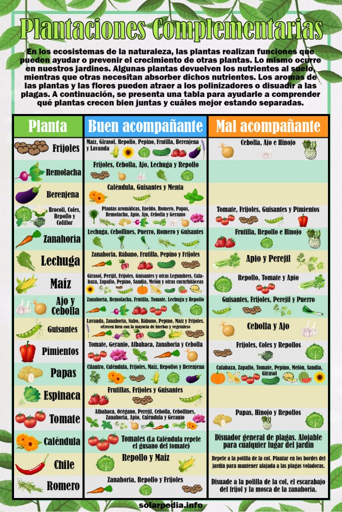 Sucesion-de-Plantas-Infografia-683x1024.jpg