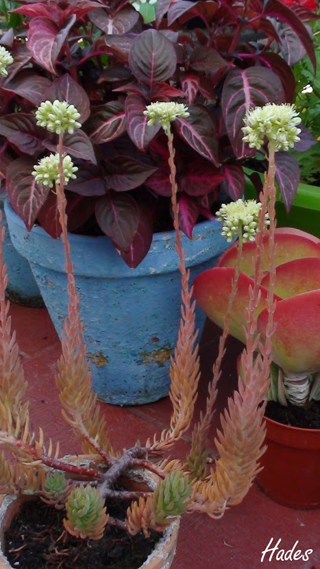 sucu+botanico.jpg