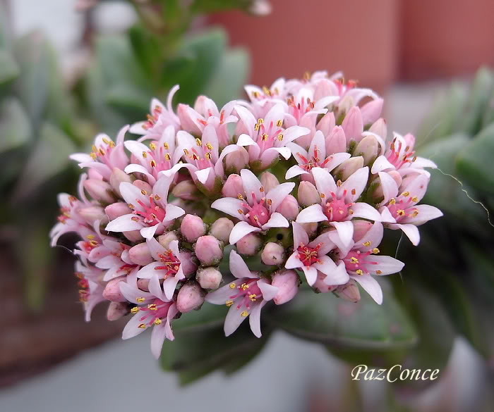 Sucu-pili1a.jpg