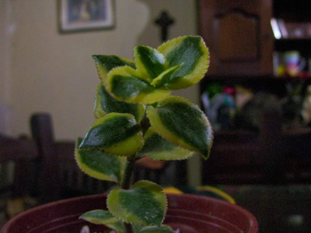 suculenta.jpg