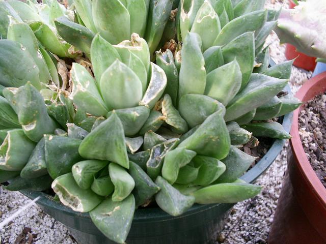 suculenta1.JPG