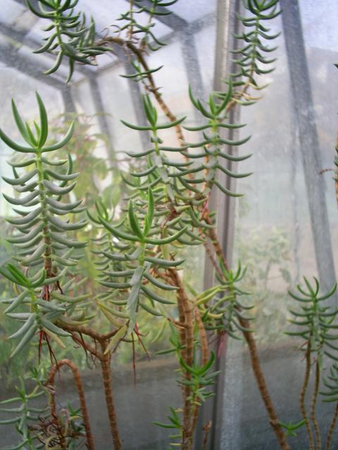 suculenta2.JPG