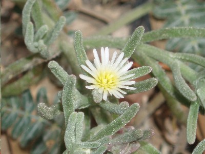 suculenta_silvestre_flor_blanca.JPG