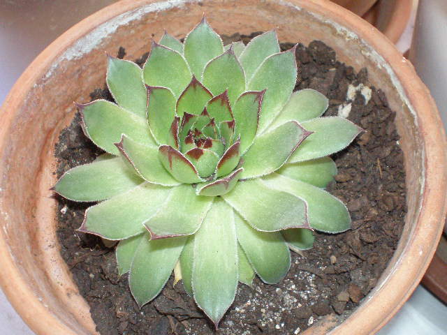 sucus 007.jpg
