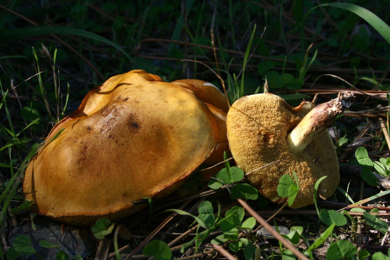 Suillus_granulatus_20100927w.JPG