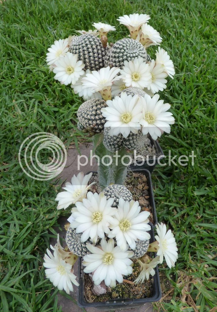 Sulcorebutia%20langeri%20G245_5_zpsgdxpgacg.jpg