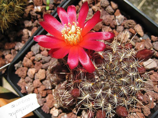 Sulcorebutia%20purpurea.JPG