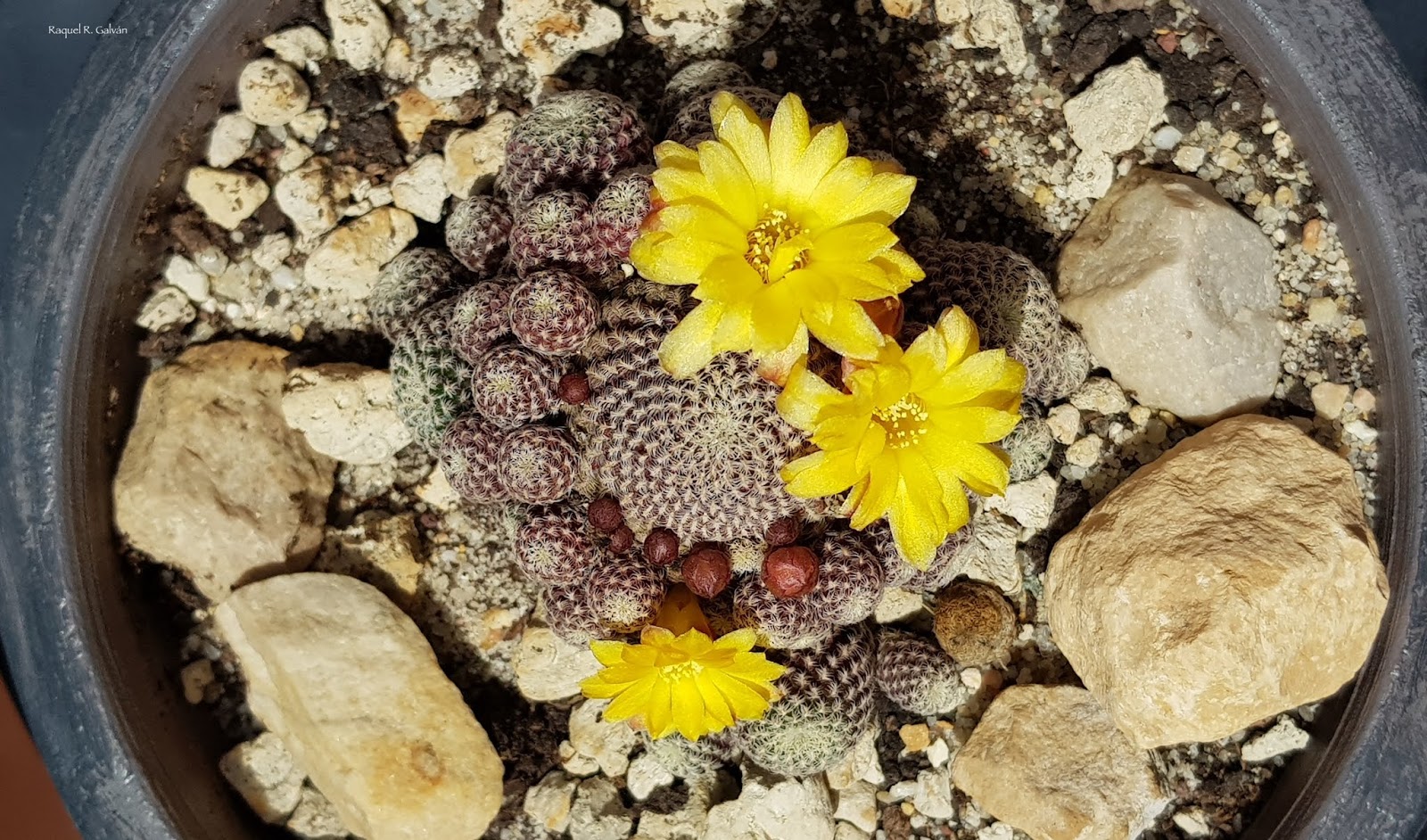 Sulcorebutia%2BLangeri%2Bcenital.jpg